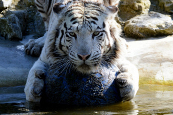 обоя животные, тигры, вода, белый, тигр, камень