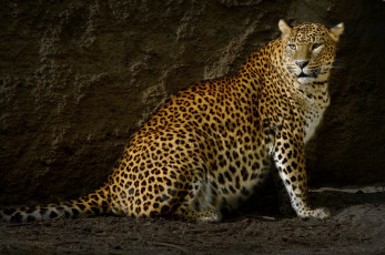 Картинка животные леопарды леопард норка