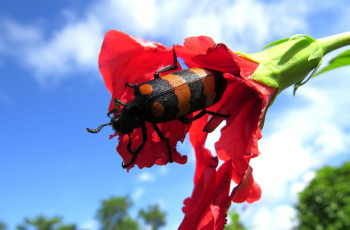 Картинка животные насекомые жук цветок