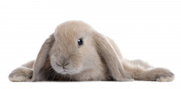 Картинка животные кролики +зайцы серый