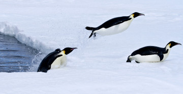 обоя животные, пингвины, пингвин, снег, вода