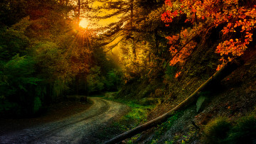 Картинка природа дороги лес осень краски шоссе