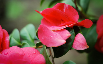 Картинка цветы розы лепестки роза листья