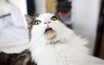 Картинка животные коты колокольчик усы эмоция удивление кот