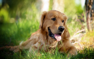 Картинка животные собаки трава собака