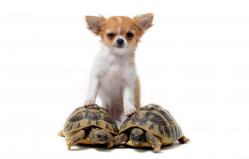 Картинка животные разные+вместе белый фон собака черепахи