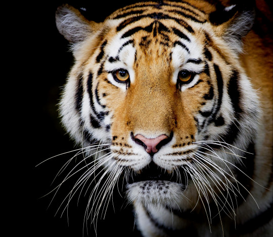 Обои картинки фото животные, тигры, темный, фон, амурский, тигр