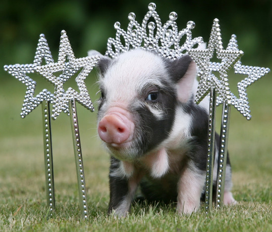 Обои картинки фото животные, свиньи,  кабаны, поросёнок, звёзды, принцесса, корона