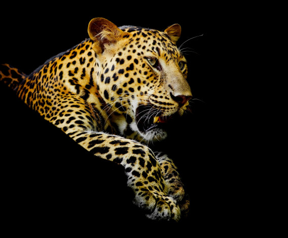 Обои картинки фото животные, леопарды, темный, фон, леопард