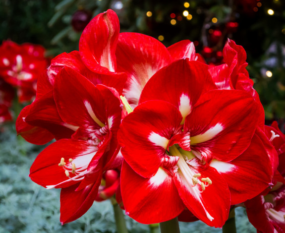 Обои картинки фото цветы, амариллисы,  гиппеаструмы, красная, амариллис