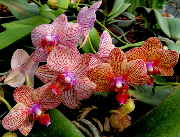 Обои картинки фото цветы, орхидеи, орхидея, листья