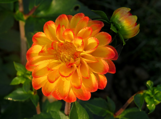 Обои картинки фото цветы, георгины, оранжевая, георгина