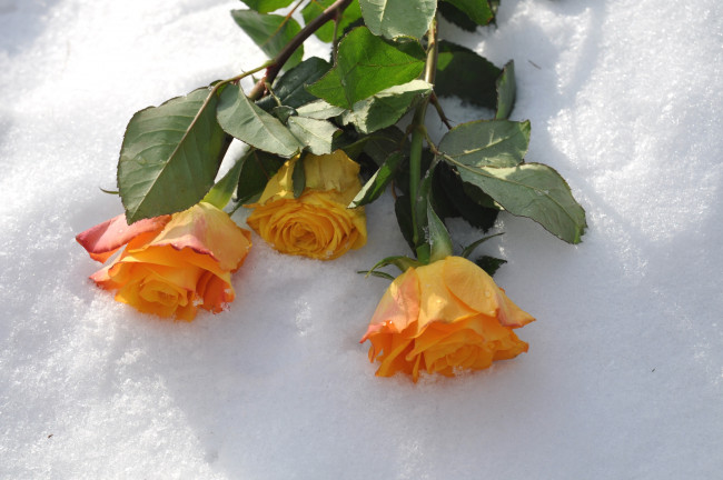 Обои картинки фото цветы, розы, трио, снег