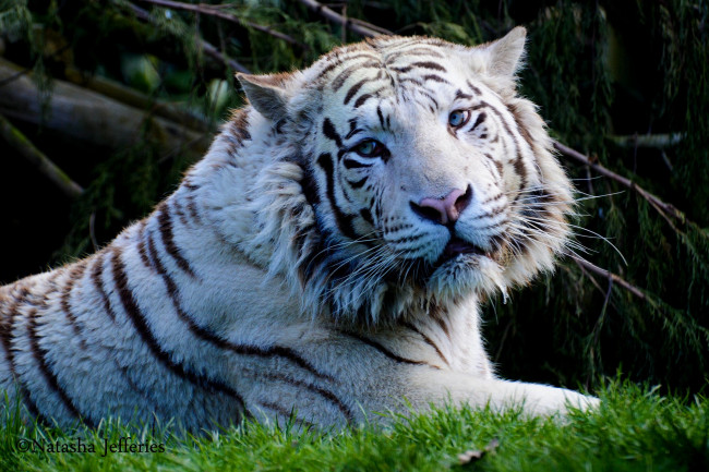 Обои картинки фото животные, тигры, белый, тигр, трава