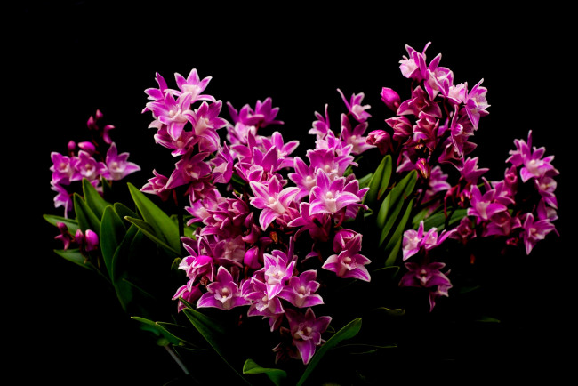 Обои картинки фото цветы, орхидеи, листья, фиолетовая, орхидея