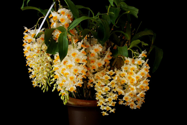 Обои картинки фото цветы, орхидеи, орхидея, листья, горшок