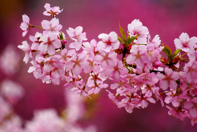 Обои картинки фото цветы, сакура,  вишня, дерево, ветки, листья