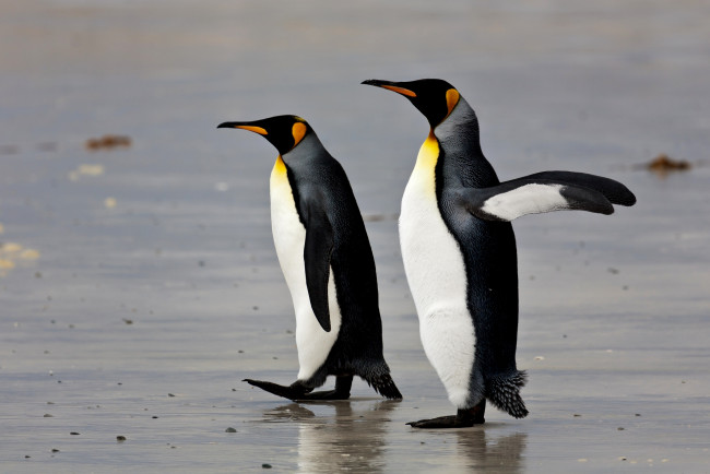 Обои картинки фото животные, пингвины, вода, песок