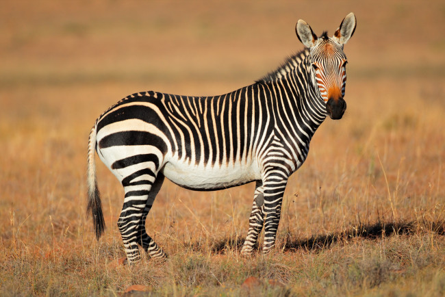 Обои картинки фото животные, зебры, сухая, трава, африка, зебра