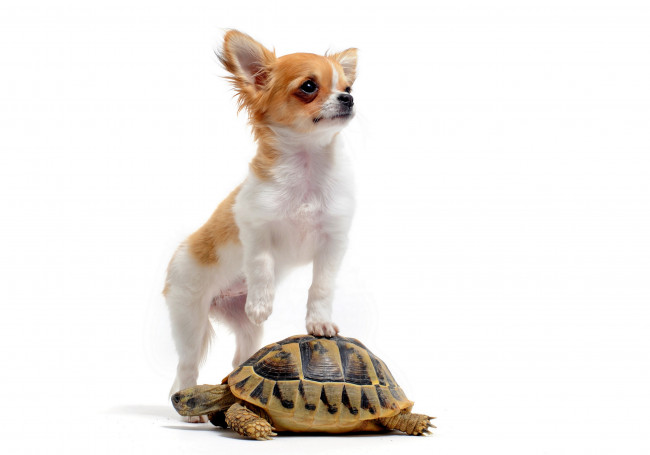 Обои картинки фото животные, разные вместе, белый, фон, собака, черепаха