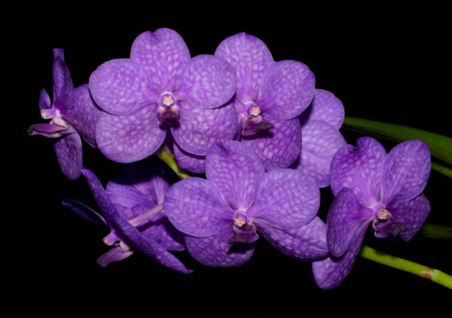 Обои картинки фото цветы, орхидеи, фиолетовый