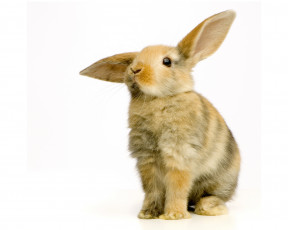 Картинка животные кролики +зайцы взгляд заяц