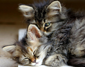 Картинка животные коты котята малыши сироты кошки