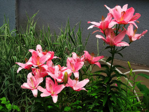 Картинка цветы лилии +лилейники розовые