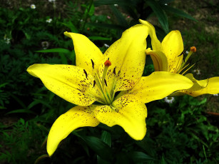 Картинка цветы лилии +лилейники жёлтые