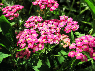 Картинка цветы луговые+ полевые +цветы мелкие розовые луговые