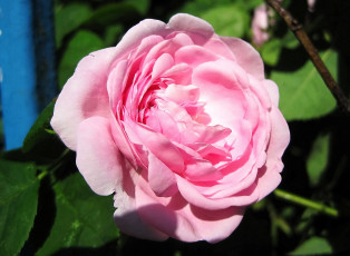 Картинка цветы розы розовая роза