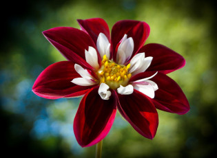 Картинка цветы георгины красный макро цветок георгина