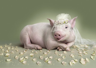 Картинка юмор+и+приколы обручальное кольцо невеста фата свинья