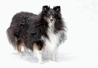 Картинка животные собаки снег зима пушистая взгляд собака
