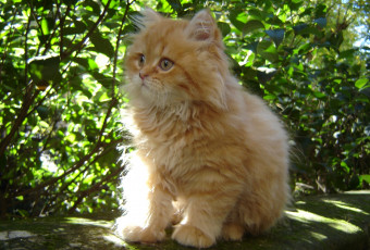 Картинка животные коты малыш пушистый рыжий котэ