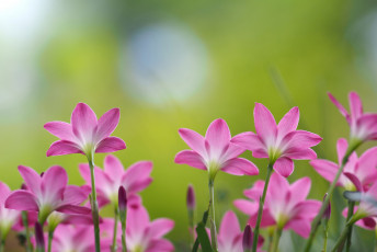 Картинка цветы зефирантесы природа стебель поле луг лепестки