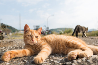 Картинка животные коты кот отдых лежит рыжий