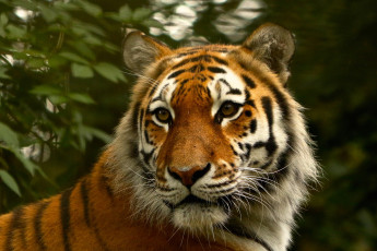 Картинка животные тигры взгляд тигр шерсть природа кошка