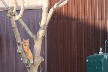 Картинка животные коты дерево кошка киса коте кот рыжий забор