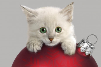 Картинка животные коты шар котенок украшения