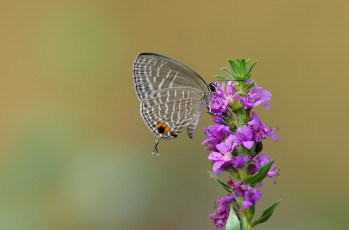 Картинка животные бабочки +мотыльки +моли насекомое крылья бабочка растение цветок мотылек