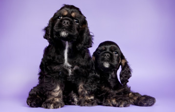 Картинка животные собаки кокер-спаниели дуэт щенки