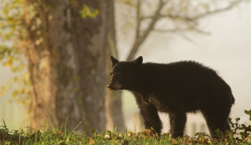 Картинка животные медведи медведь трава природа