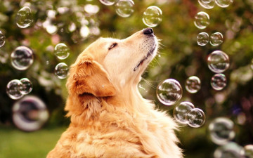 Картинка радость+жизни животные собаки собака радость жизни мыльные пузыри