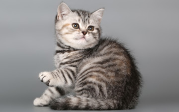 Картинка животные коты кот кошечка котенок британская короткошерстная