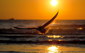 Картинка закат животные Чайки +бакланы +крачки море птица