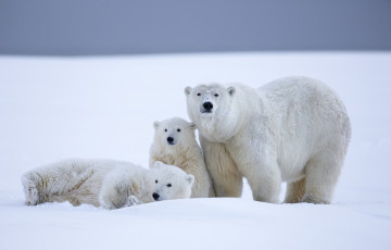 Картинка животные медведи полярный снег трио семья