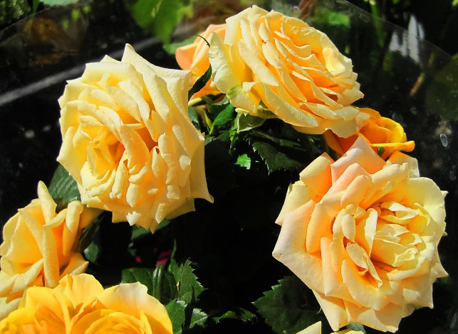 Обои картинки фото цветы, розы, жёлтые, куст