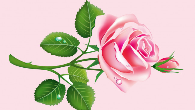 Обои картинки фото векторная графика, цветы , flowers, листья, роза, бутон, лепестки, вектор, открытка, капли