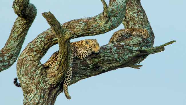 Обои картинки фото животные, леопарды, дерево, малыш, отдых